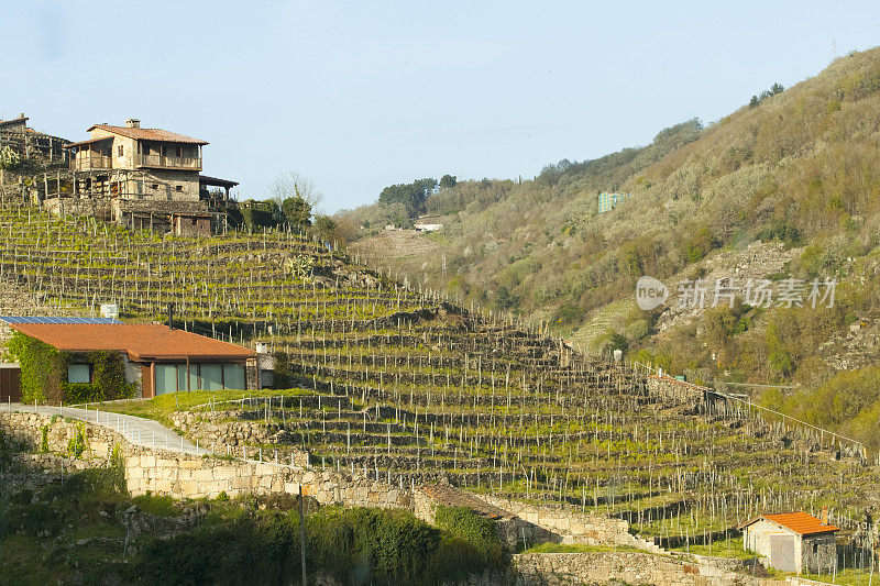 西班牙加利西亚的Ribeira sacra葡萄园和酒窖。